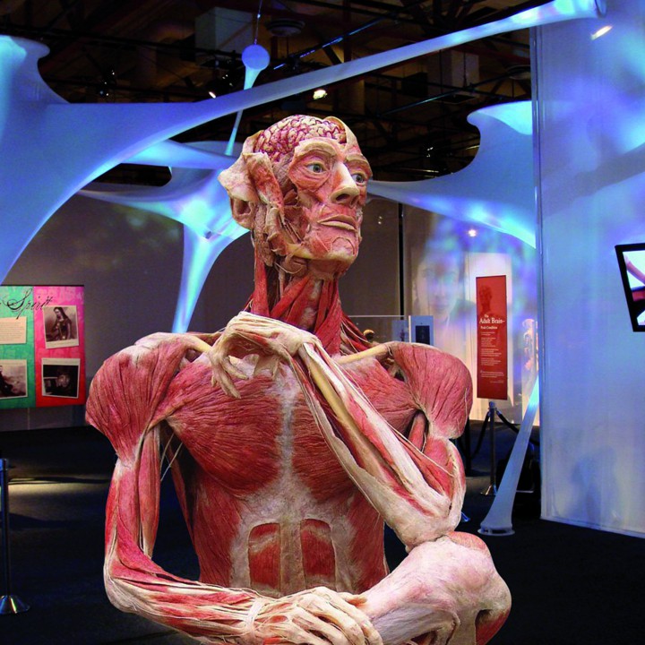 BODIES: THE EXHIBITION & BODY WORLDS